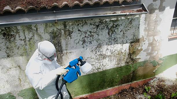 Top rated local Mold Remediation specialists in Ramsey, MN
